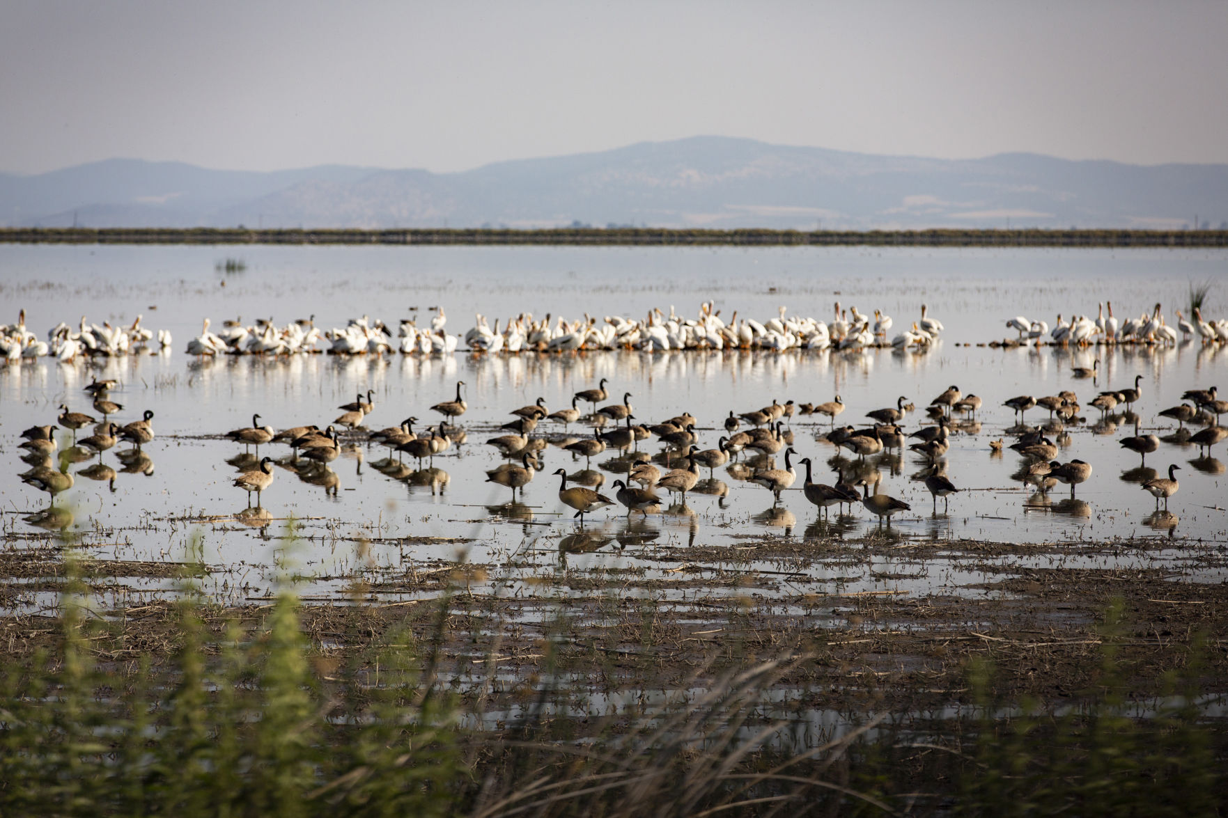 Tulelake Refuge - 7/16
